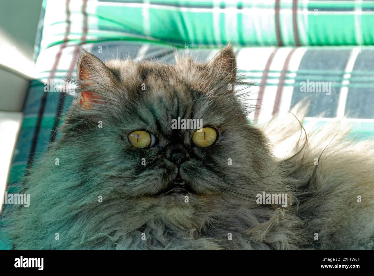 Cat - grey/brown color with wide, staring yellow eyes. Startled look. Green/brown cushion background. Stock Photo