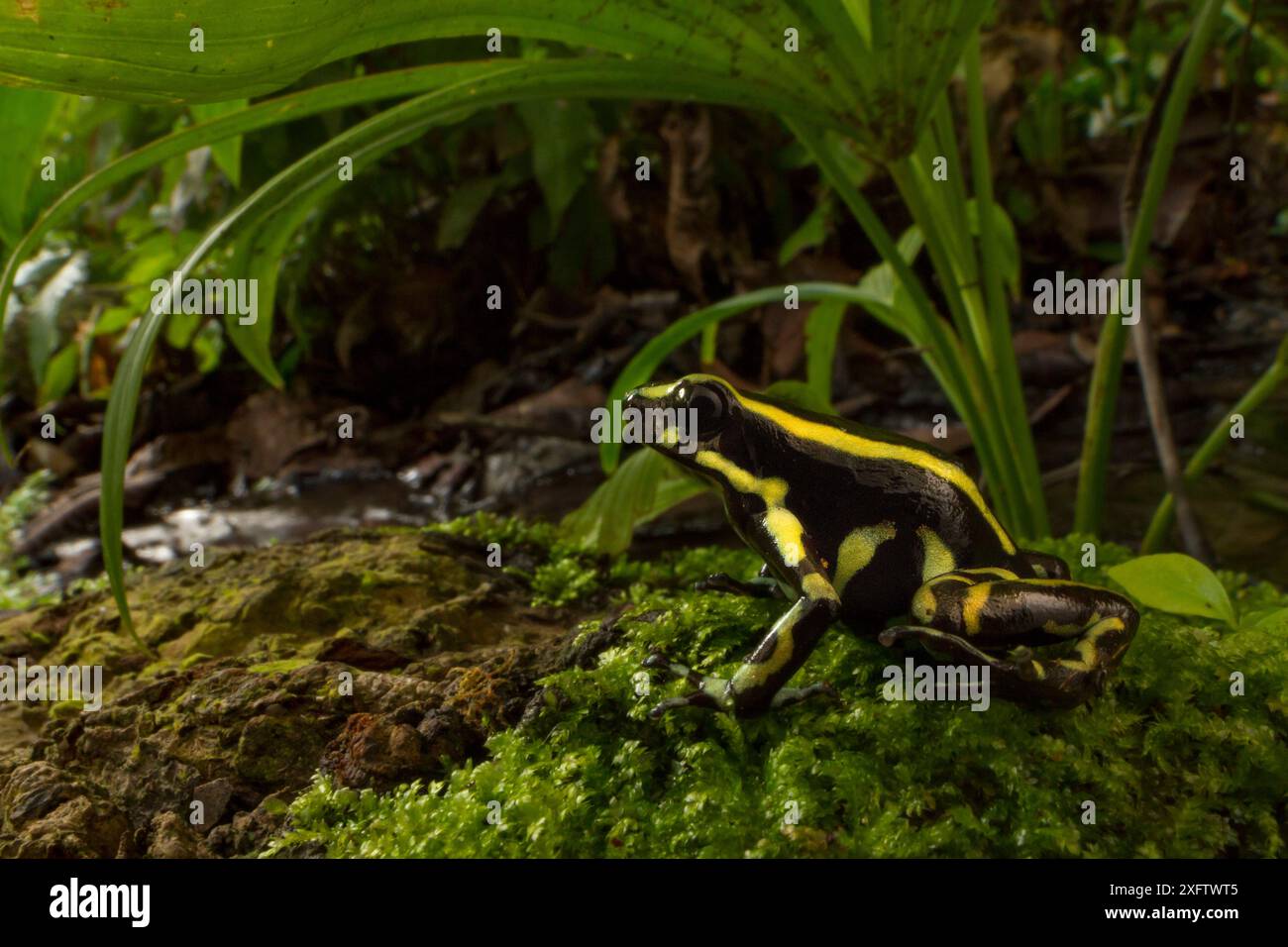 Yellow-striped poison dart frog (Dendrobates truncatus) in the Cartagena Botanical Gardens, Colombia Stock Photo