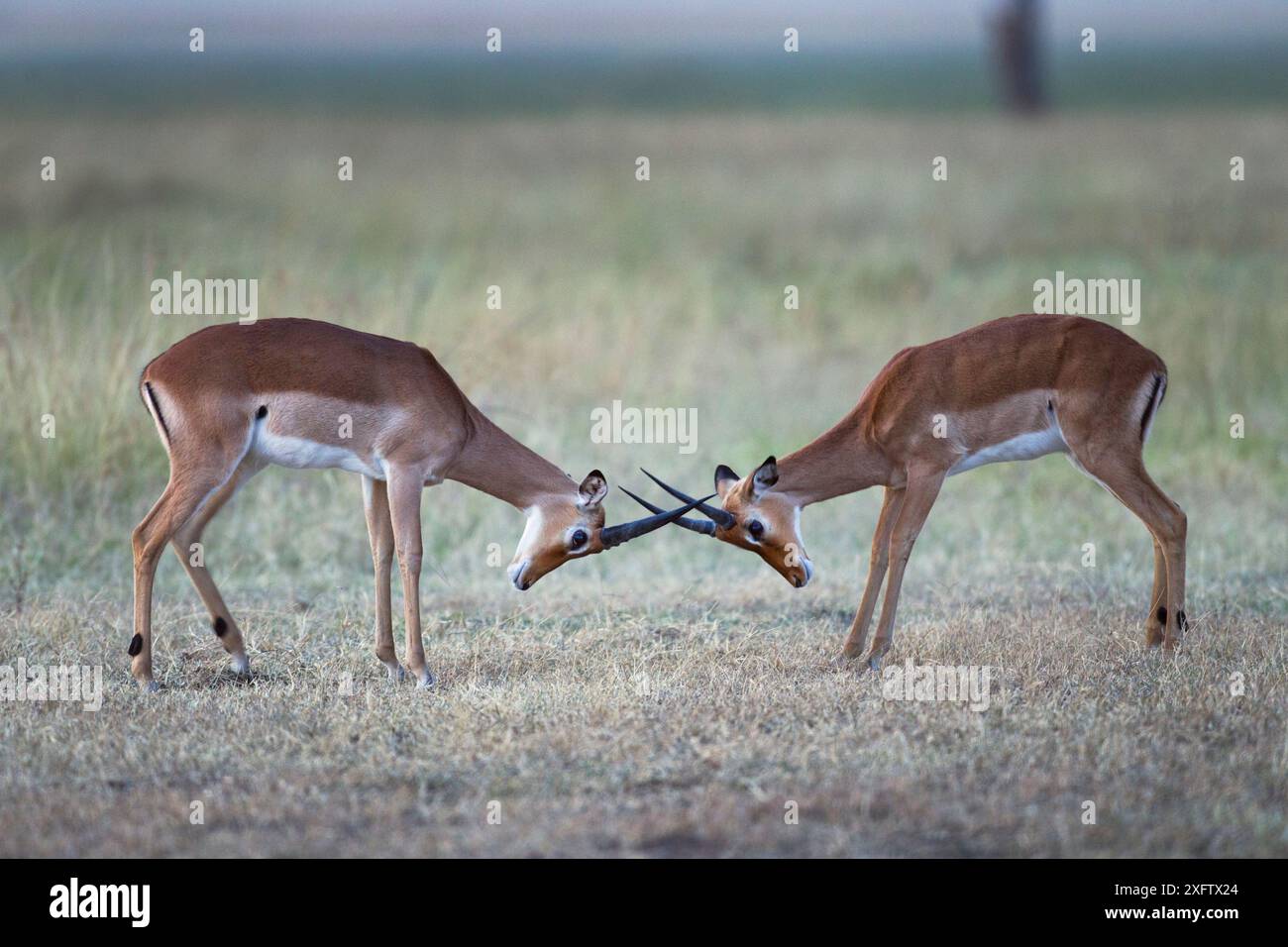 Kenyan impala black faced impala hi-res stock photography and images ...