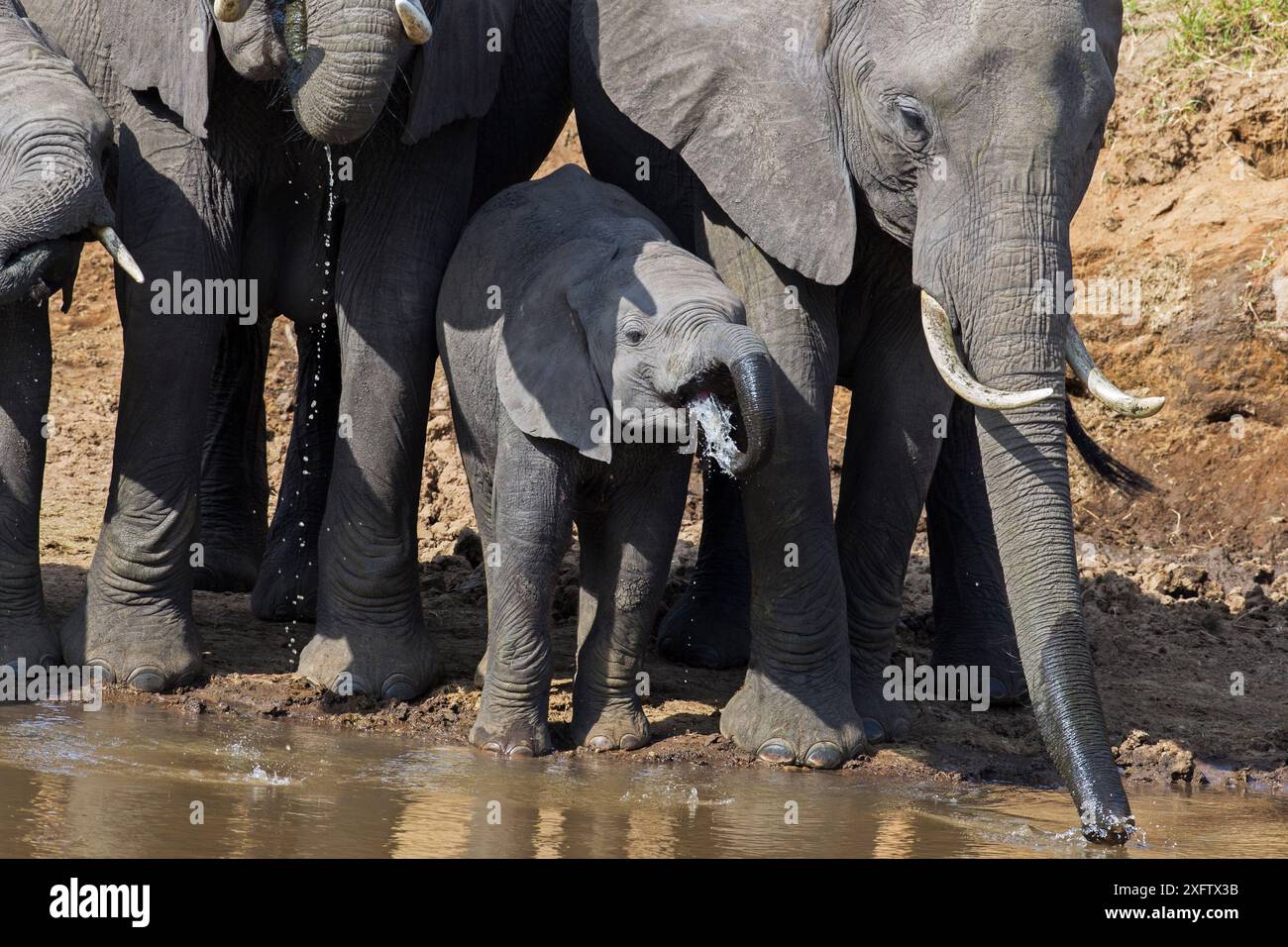 African elephant (Loxodonta africana) herd drinking from the Mara River ...