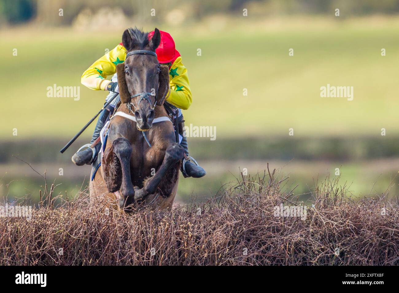 Racehorse jumping fence in Itton point-to-point horse race ...