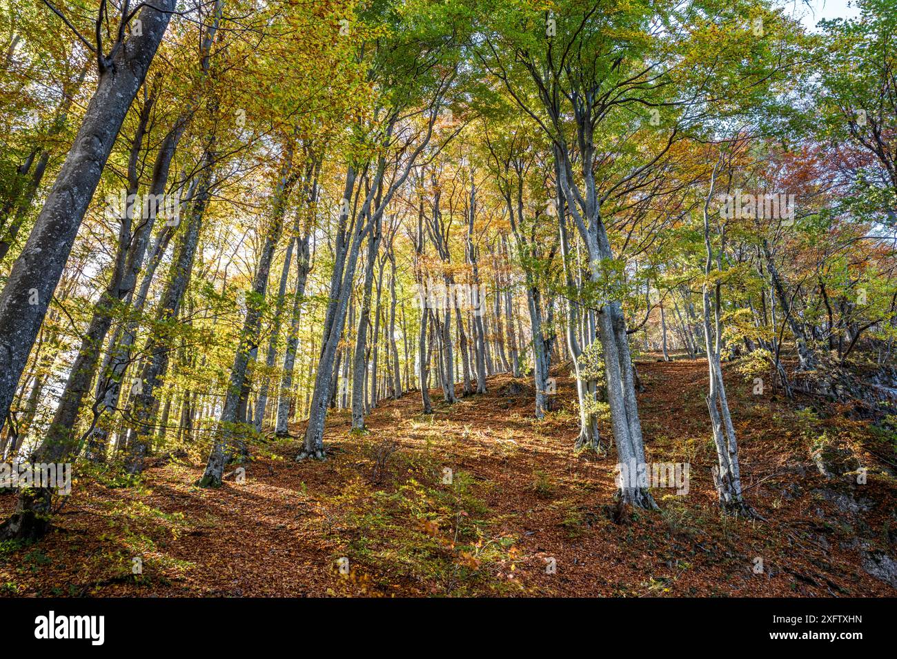 Forest in autumn colours, Plitvice Lakes National Park, UNESCO World ...