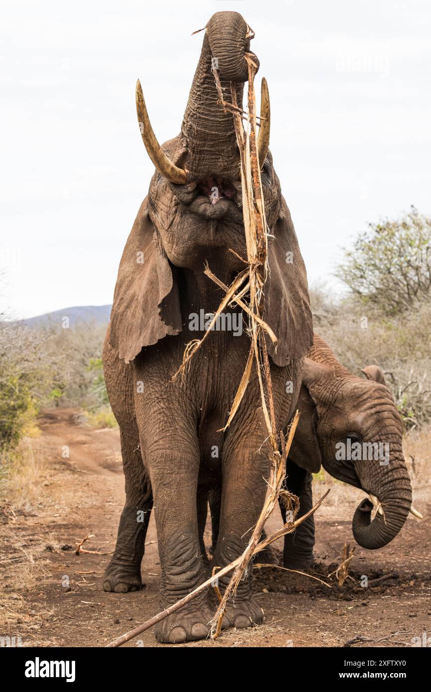 African elephants (Loxodonta africana) feeding on roots, Zimanga private game reserve, KwaZulu-Natal, South Africa, September. Stock Photo