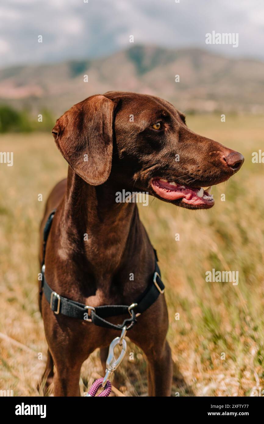 Portrait of chocolate brown Lab mixed breed mutt rescue dog Stock Photo ...