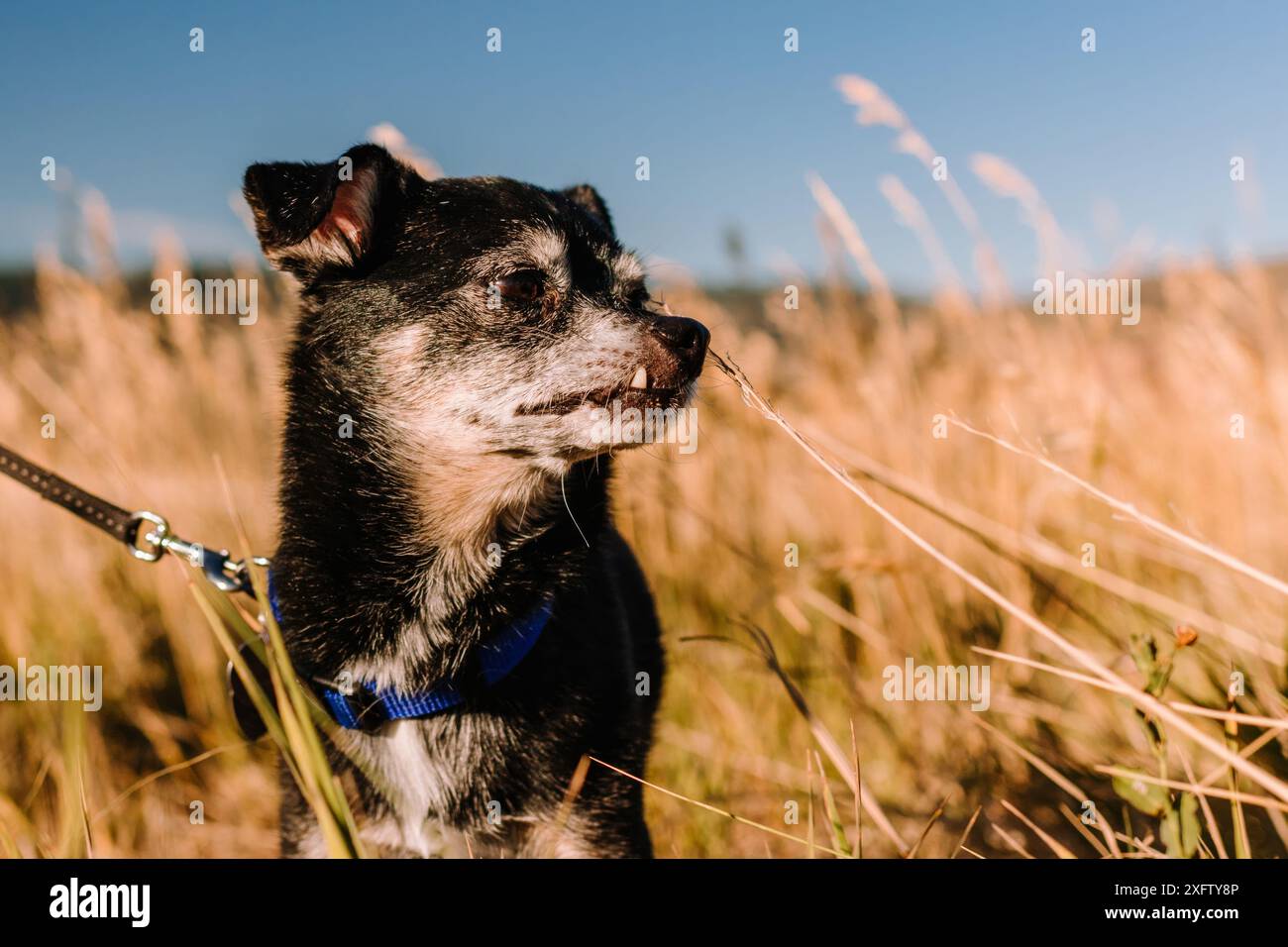 grumpy senior black chihuahua dog with snaggle tooth on lip Stock Photo ...