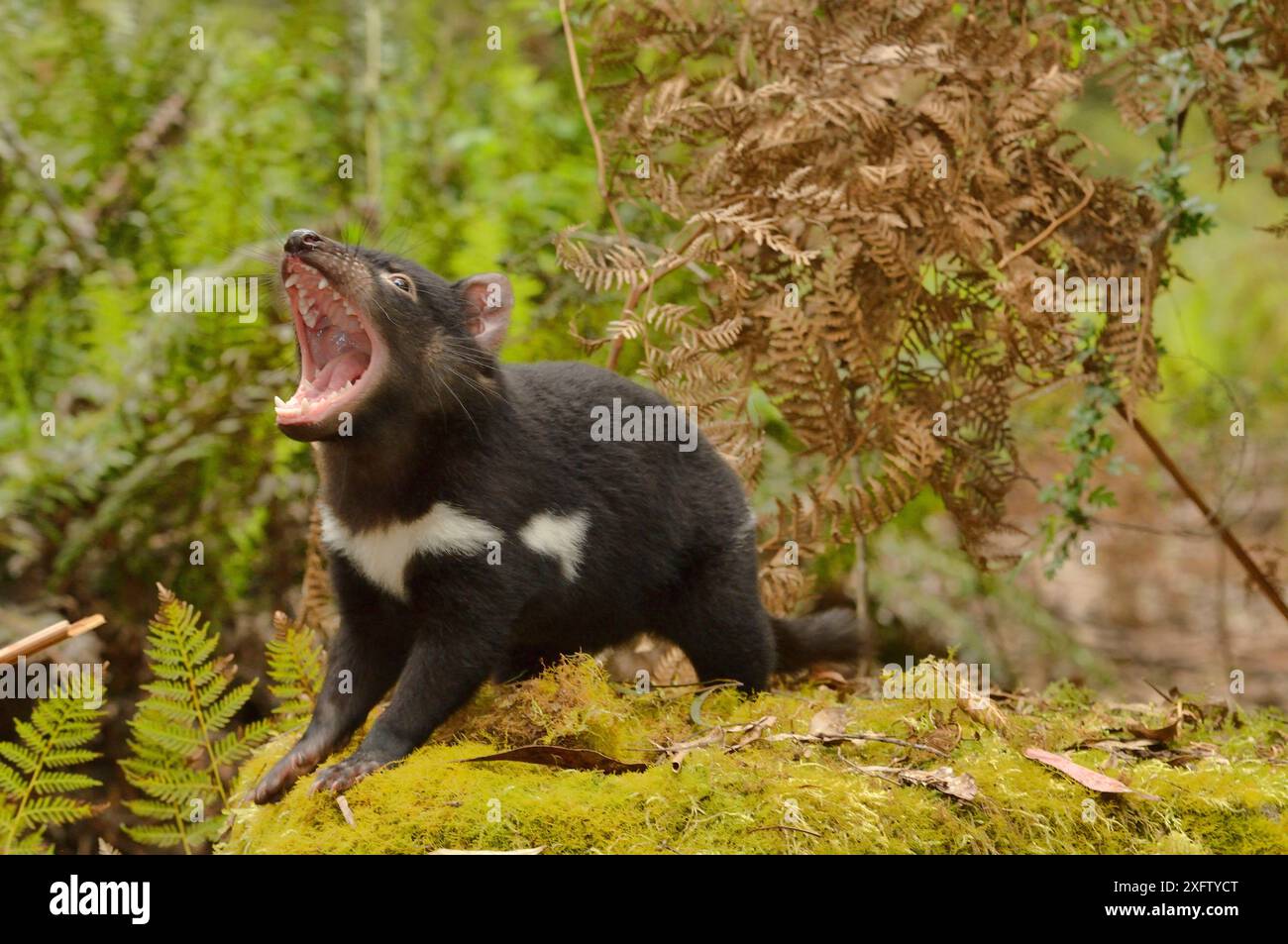 Tasmanian devil (Sarcophilus harrisii) juvenile snarling, Tasmania, Australia. Stock Photo