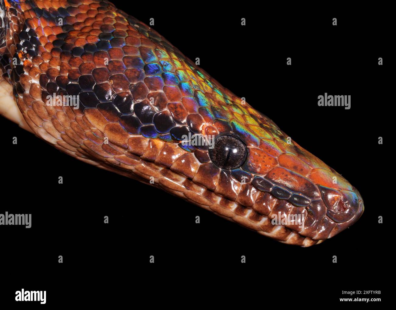 Rainbow boa (Epicrates cenchria showing iridescence on head, Iwokrama ...