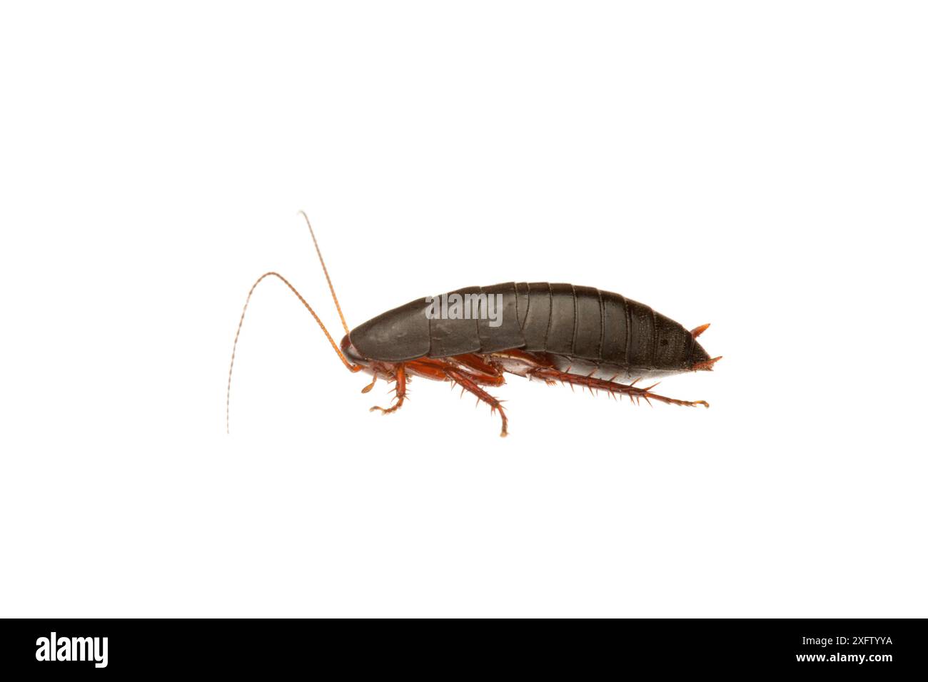 Red-legged litter runner cockroach (Platyzosteria similis) William Bay ...