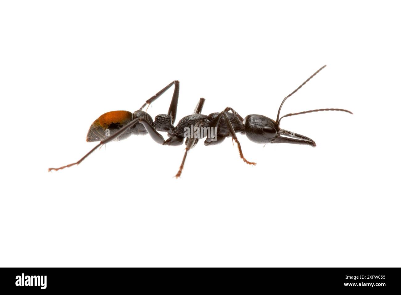 Bull ant (Myrmecia mandibularis) William Bay National Park, Western ...