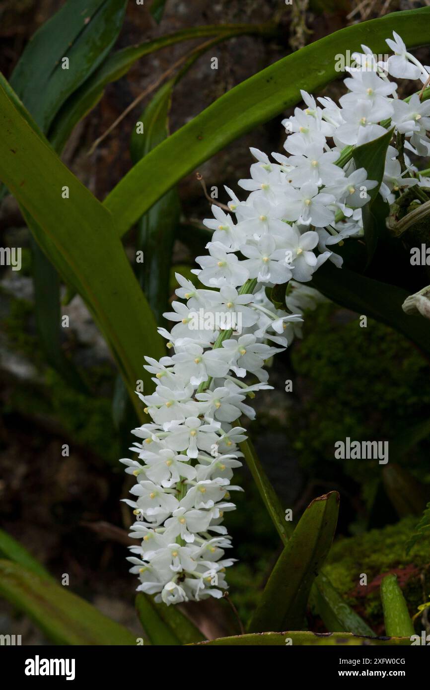 Orchid flowers, Sikkim, India Stock Photo - Alamy