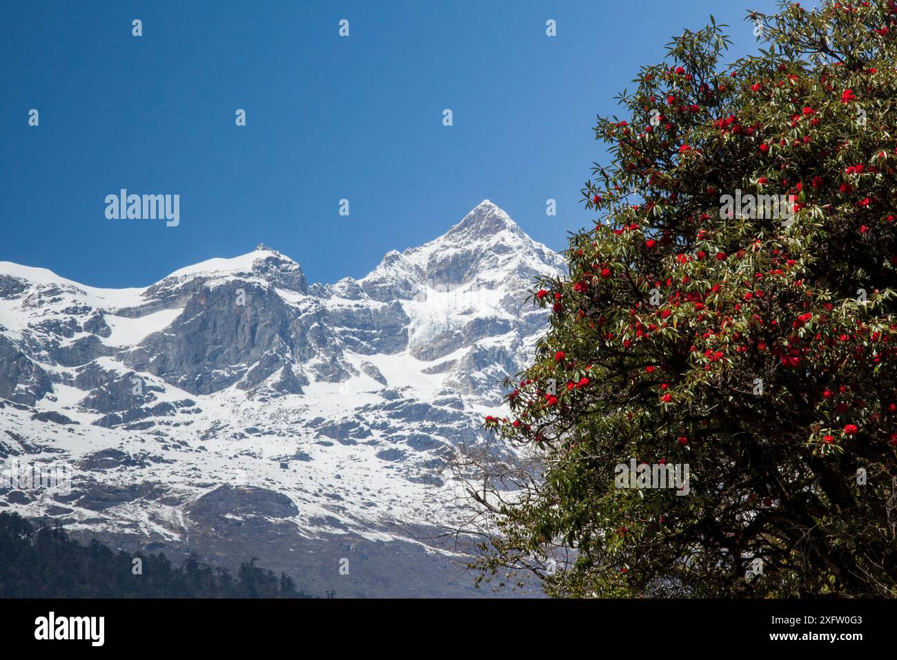 Mountains covered in flowers hi-res stock photography and images - Alamy