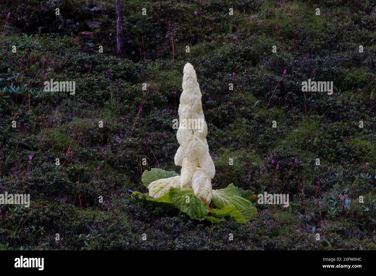 Rheum nobile hi-res stock photography and images - Alamy
