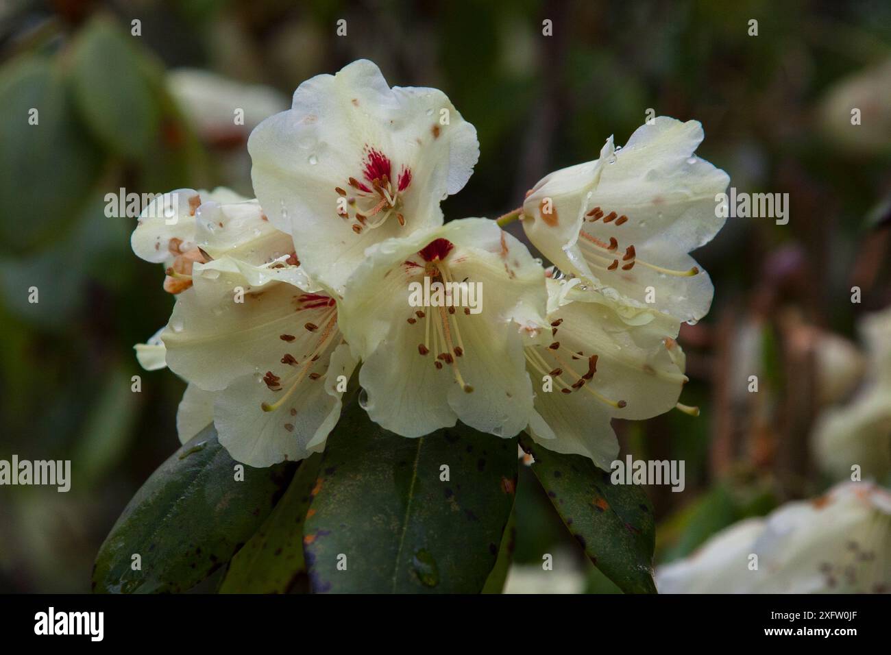 rhododendron tabletten Joint, back pain, rhododendron, ledum, ferrum, causticum, RHEUMAGIL tablets  UK