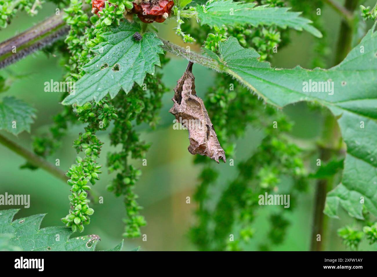 Comma Butterfly (Polygonia c-album) pupa. Surrey, England, UK, August. Stock Photo