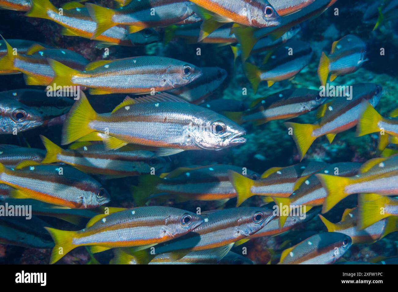 Two-spot banded snapper (Lutjanus biguttus). Malaysia Stock Photo - Alamy