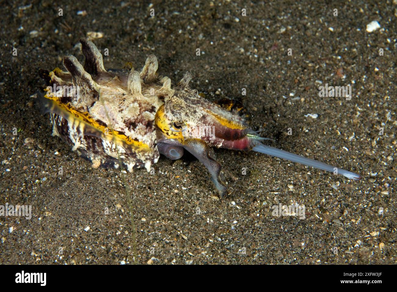 Flamboyant cuttlefish (Metasepia pfefferi) hunting on seabed, Dumaguete ...