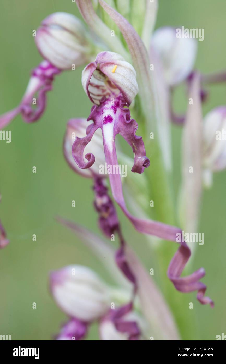 Labellum Color Central labellum hi-res stock photography and images - Alamy