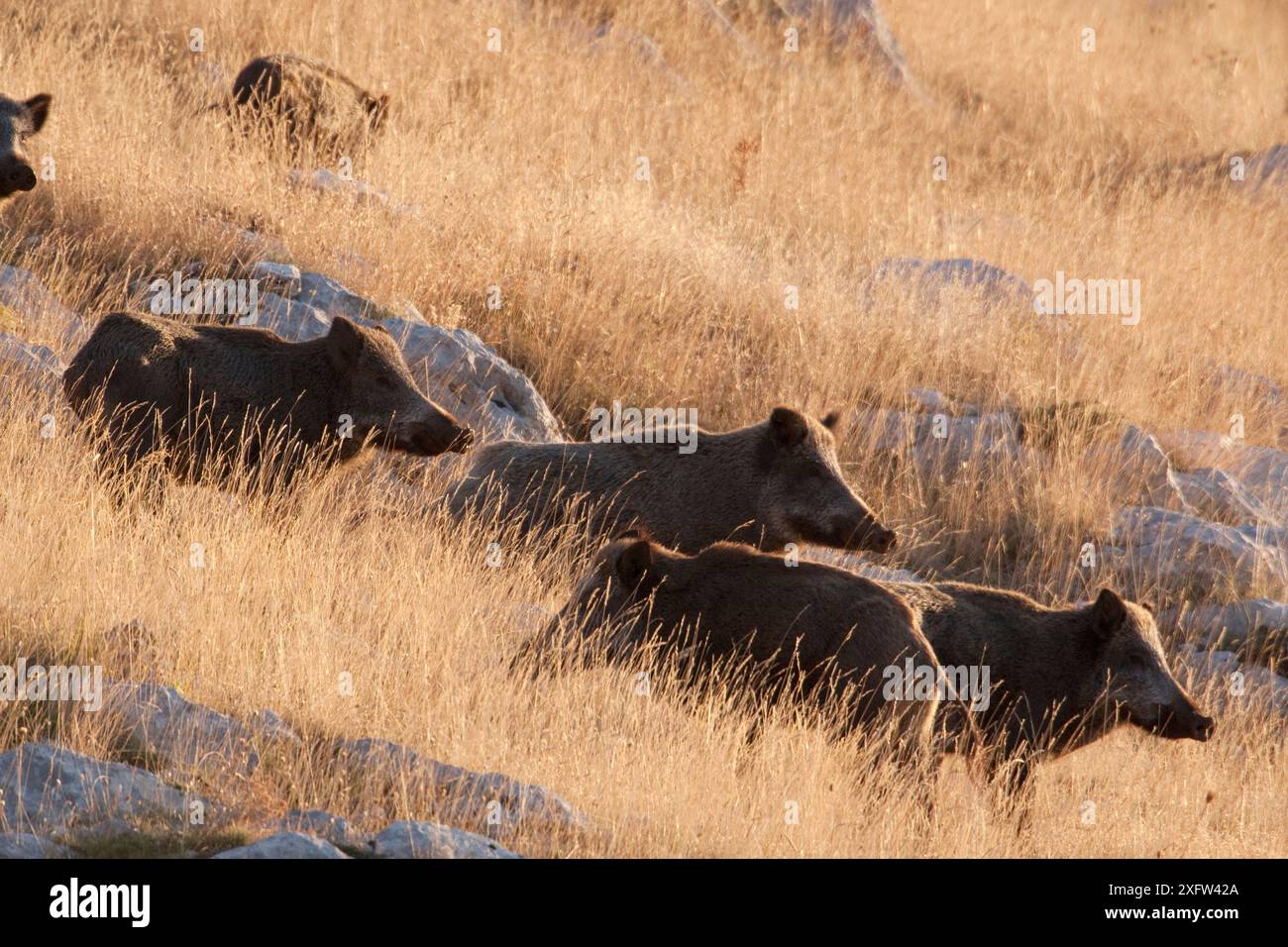 Wild boar (Sus scrofa) in tall grass on autumn morning. Abruzzo, Central Apennines, Italy, September. Stock Photo