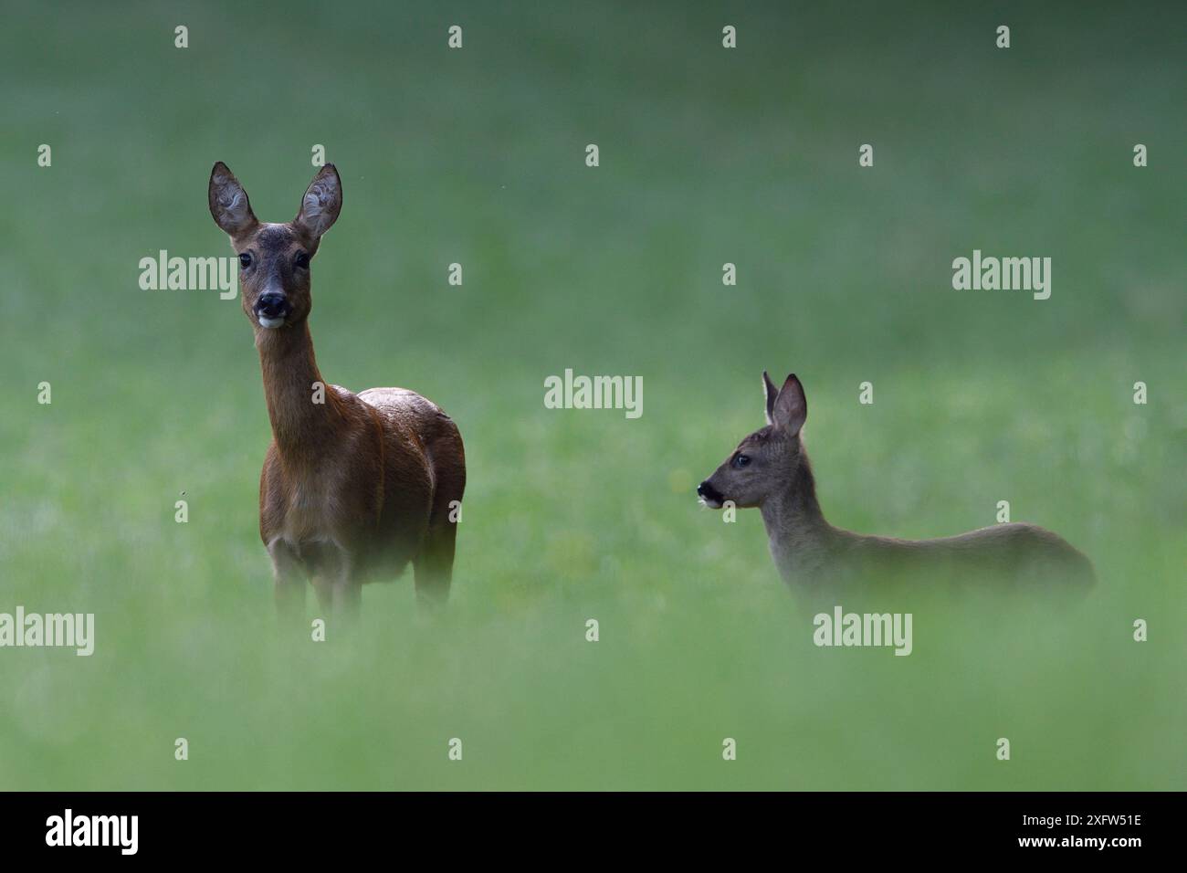 Roe deer fawns and france hi-res stock photography and images - Alamy