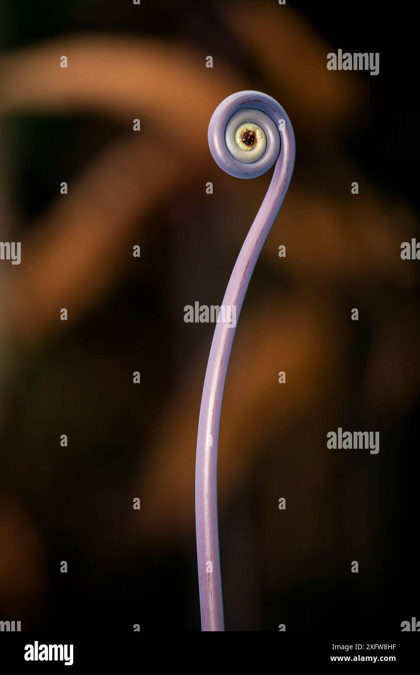 Species dicranopteris linearis hi-res stock photography and images - Alamy