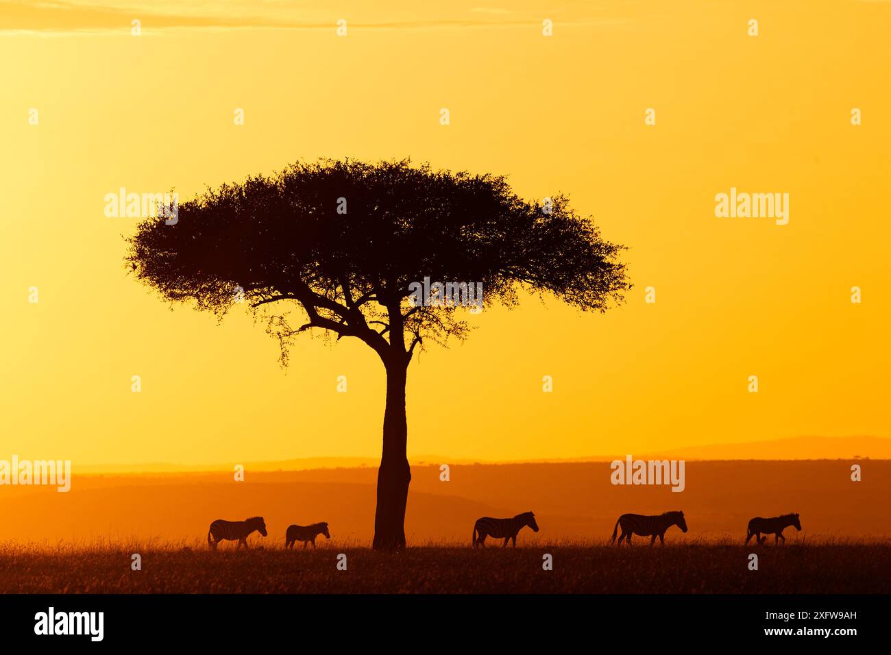 Savannah africa groups of animals hi-res stock photography and images ...
