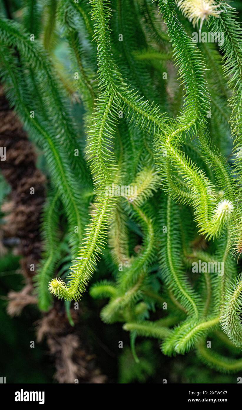 fir clubmoss [Huperzia selago, syn.: Lycopodium selago] Stock Photo - Alamy