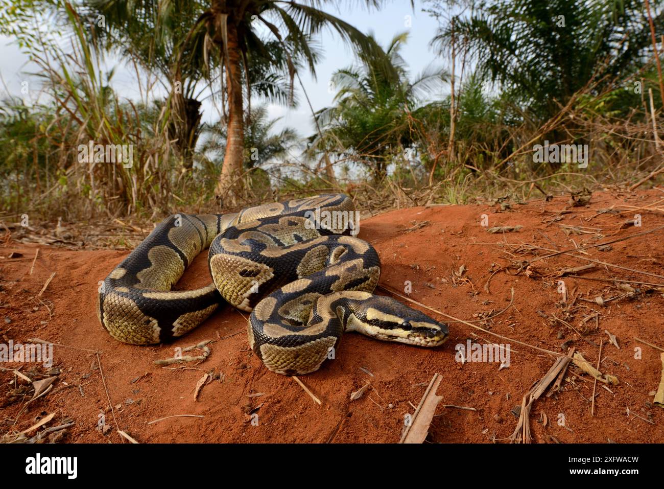 Python regius pythons hi-res stock photography and images - Alamy