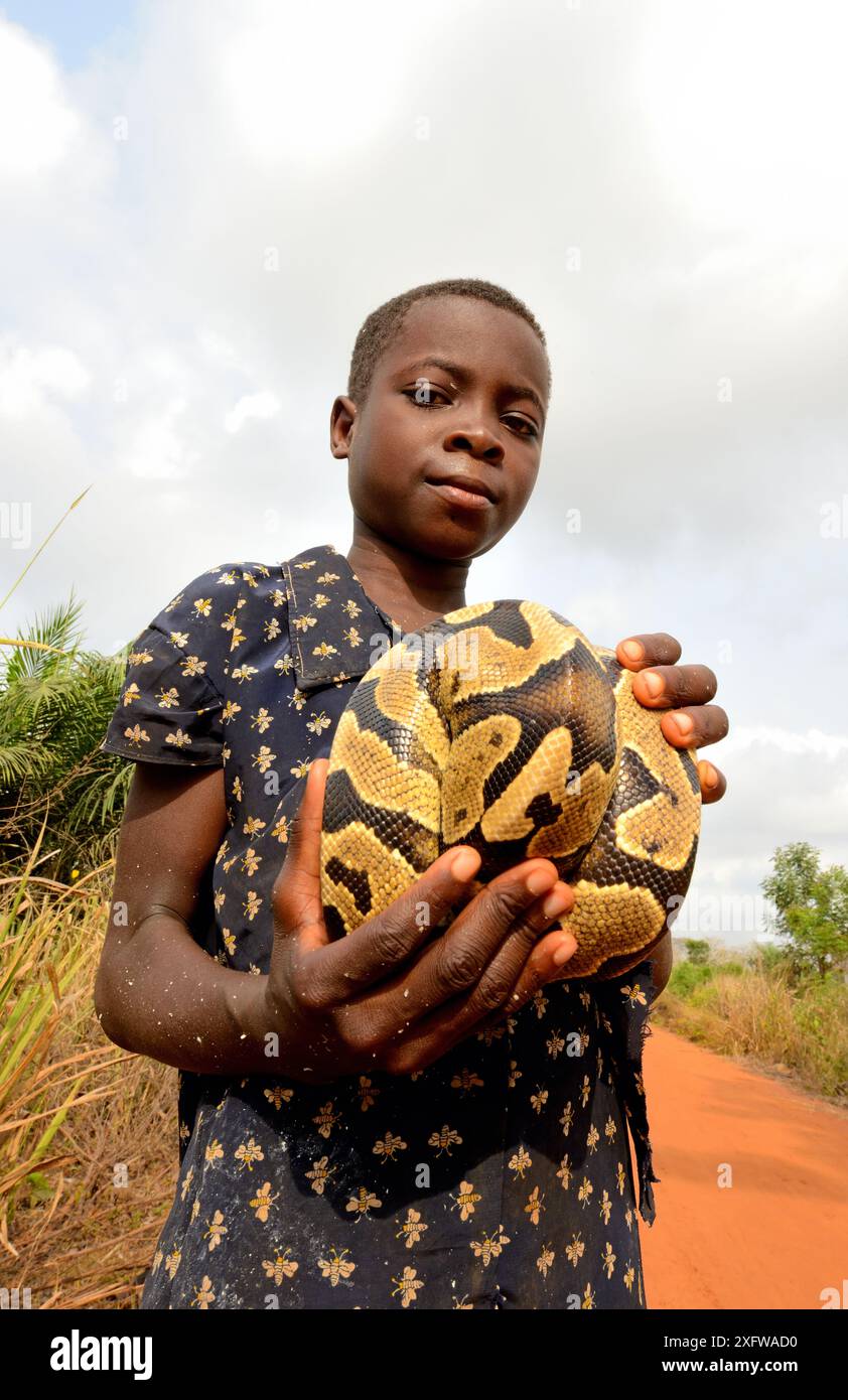 Young girl holding a Royal python (Python regius) Togo, February 2018 ...