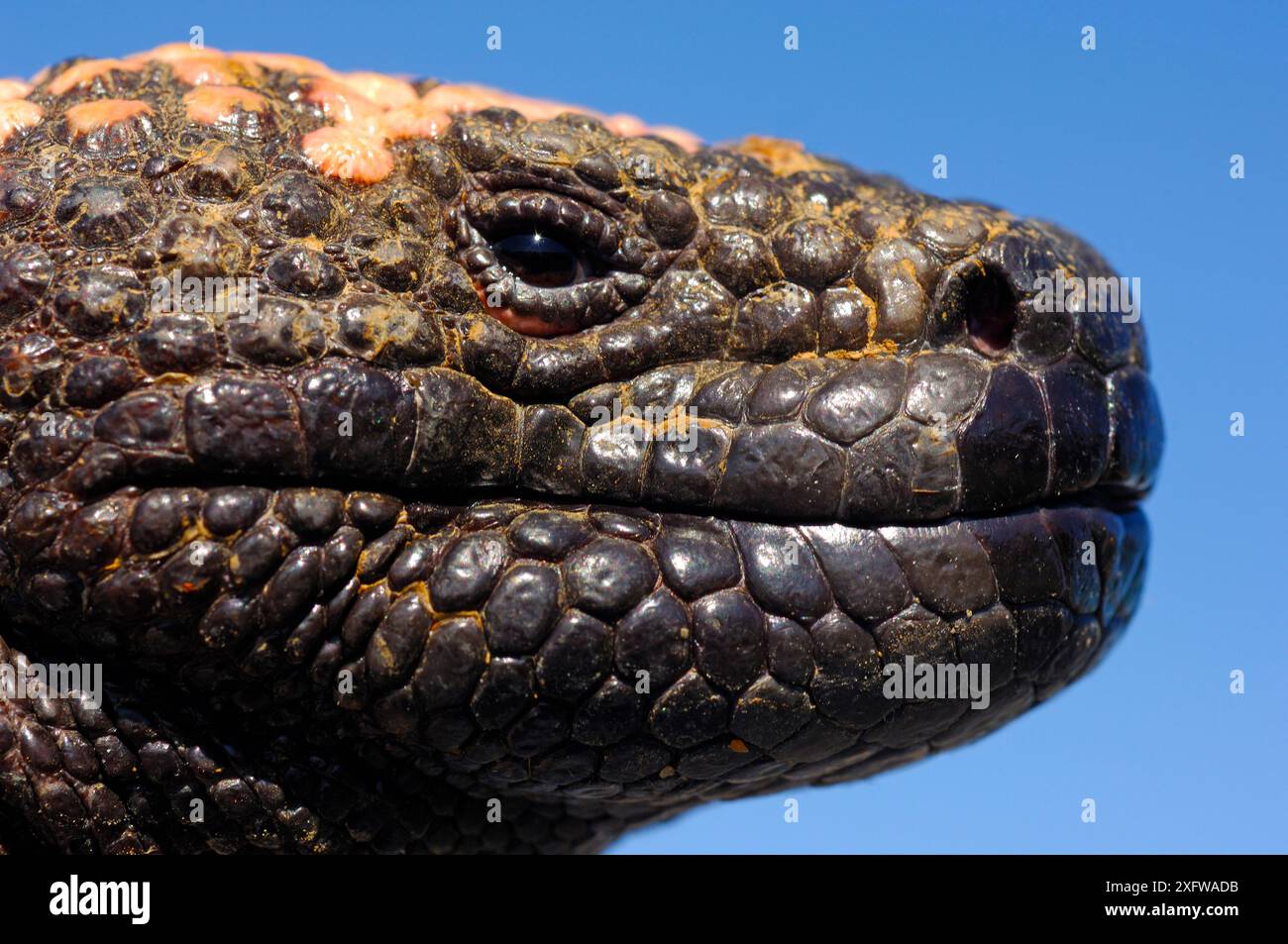 Helodermatidae hi-res stock photography and images - Alamy
