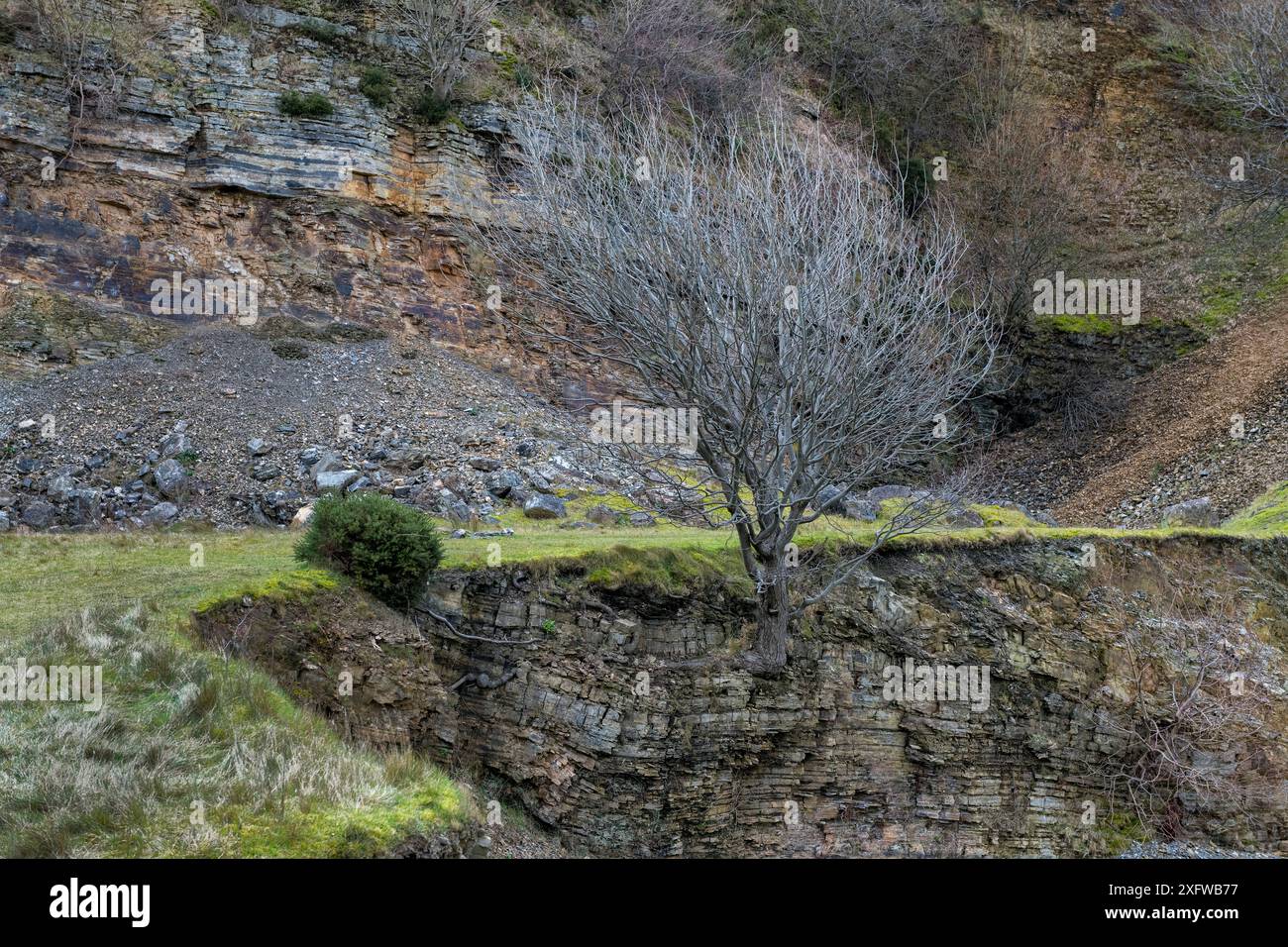 Tree growing in outcrop of banded Chert, part of the Carboniferous ...