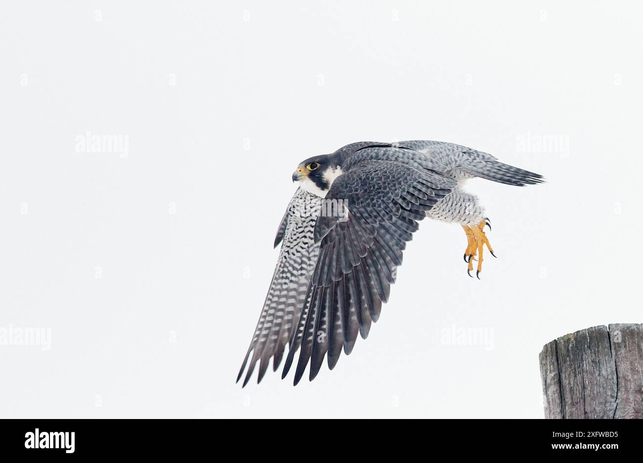 Peregrine falcon (Falco peregrinus) taking off, Canada, January Stock ...