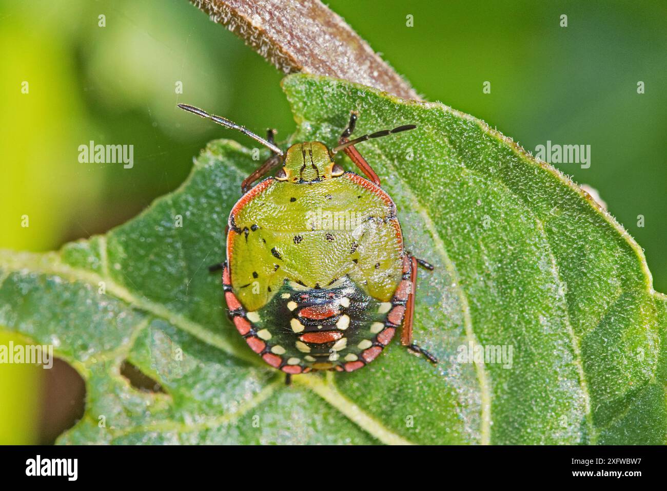 Shieldbug Southern green shieldbug (Nezara viridulae) fifth instar, Sutcliffe ...