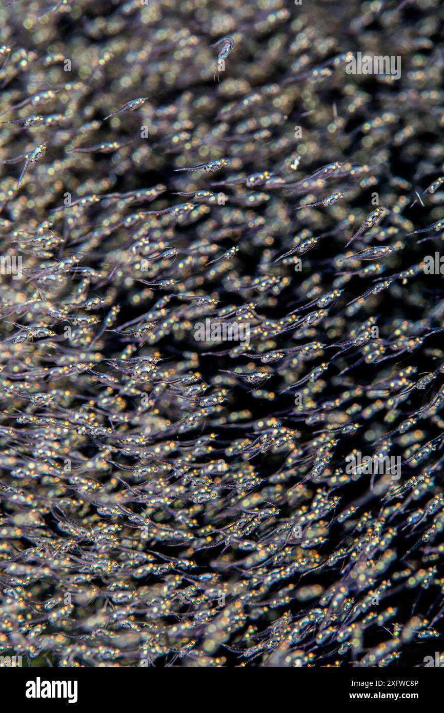 Mysid shrimps (unidentified) swarm above the seabed in a current. Seraya, Tulamben, Bali, Indonesia. Java Sea Stock Photo