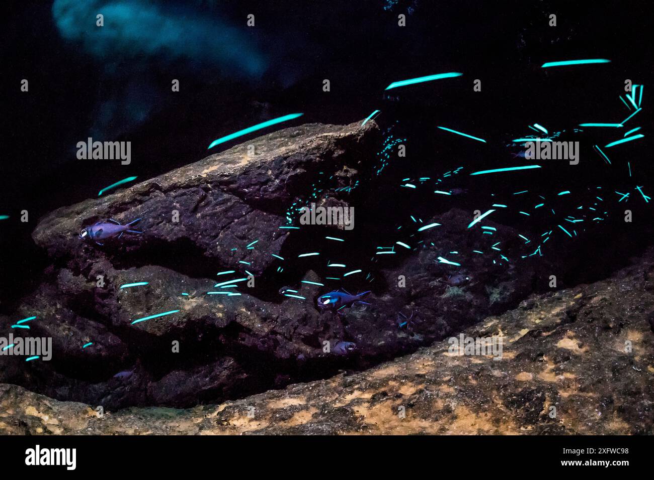 Long and multiple exposure revealing a shoal of Two-fin flashlightfish (Anomalops katoptron) inside a cave, showing the characteristic flashing of their bioluminescent organs as they swim. These fish have two (one on each side) bean shaped torch-like organ under their eyes containing bioluminescent bacteria, which the fish can turn on and off by blinking (the bacteria glow constantly). Ambon, Maluku Archipelago, Indonesia. Banda Sea, tropical west Pacific Ocean. Stock Photo