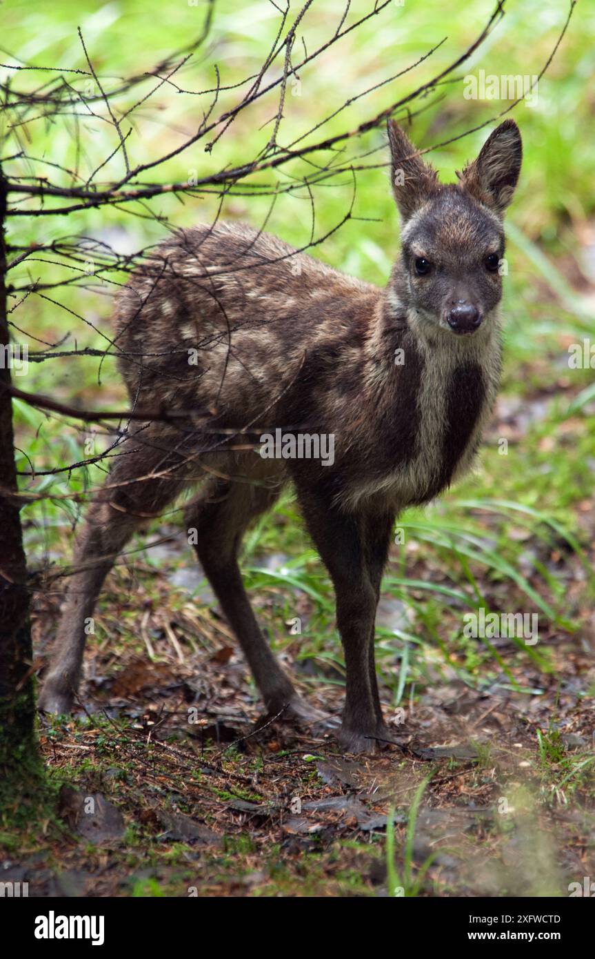 Siberian musk deer (Moschus moschiferus) fawn, Irkutsk, Russia. July ...