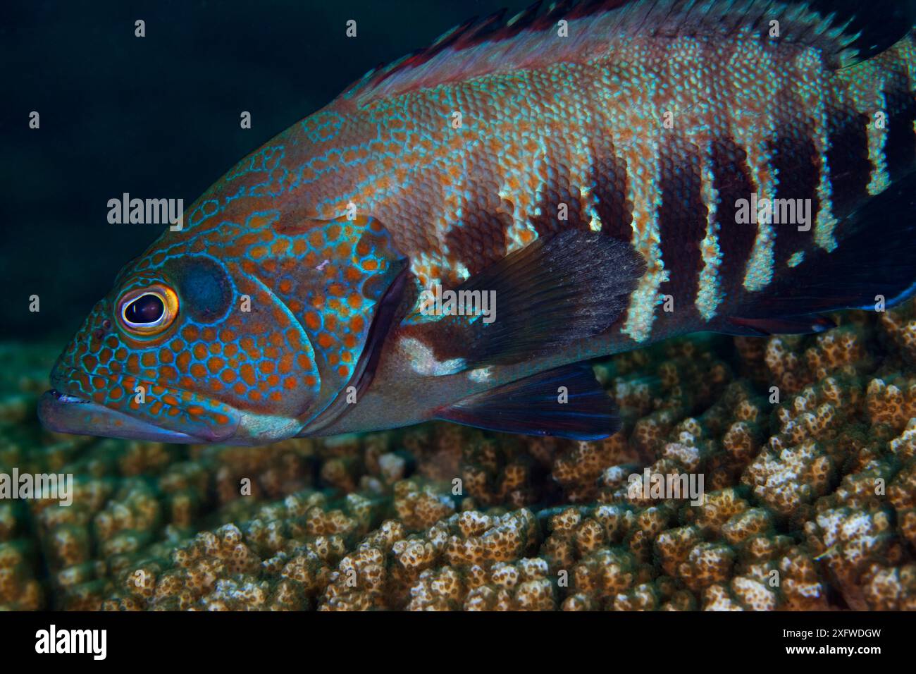Panama graysby (Cephalopholis panamensis), San Agustin Bay, Huatulco