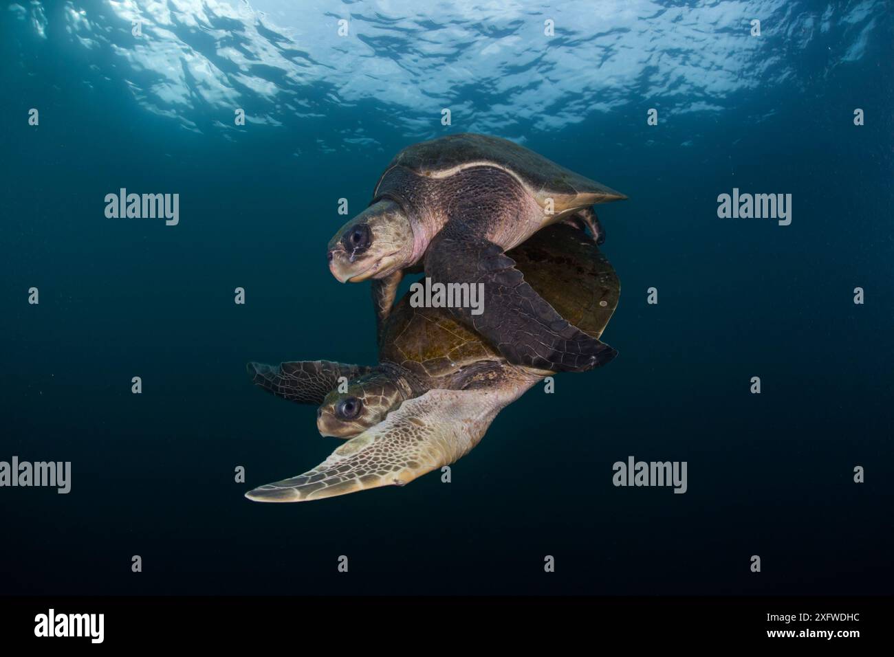 Turtle Mating Images Olive ridley turtle (Lepidochelys olivacea) mating, Huatulco National ...