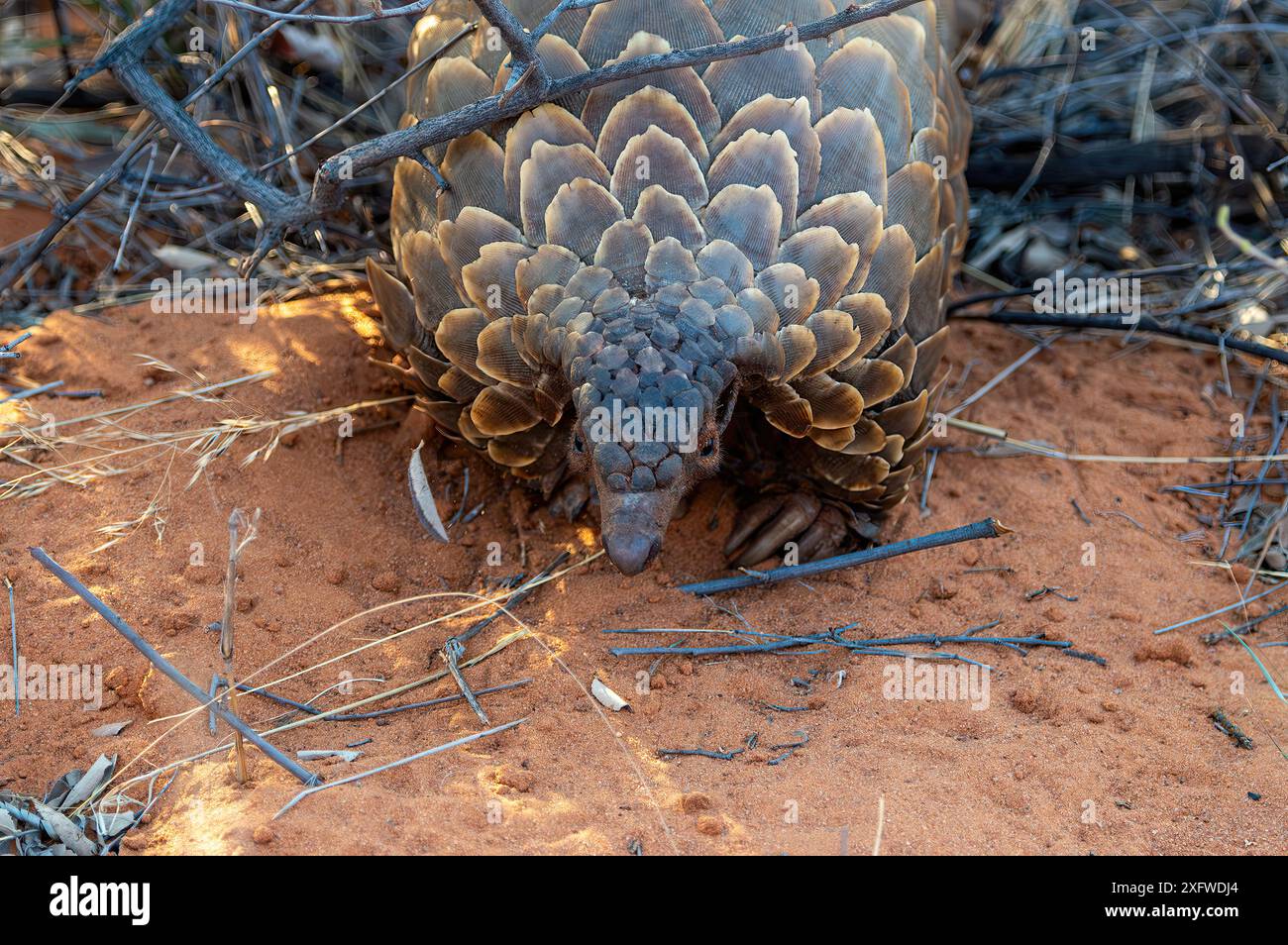 Manidae hi-res stock photography and images - Alamy