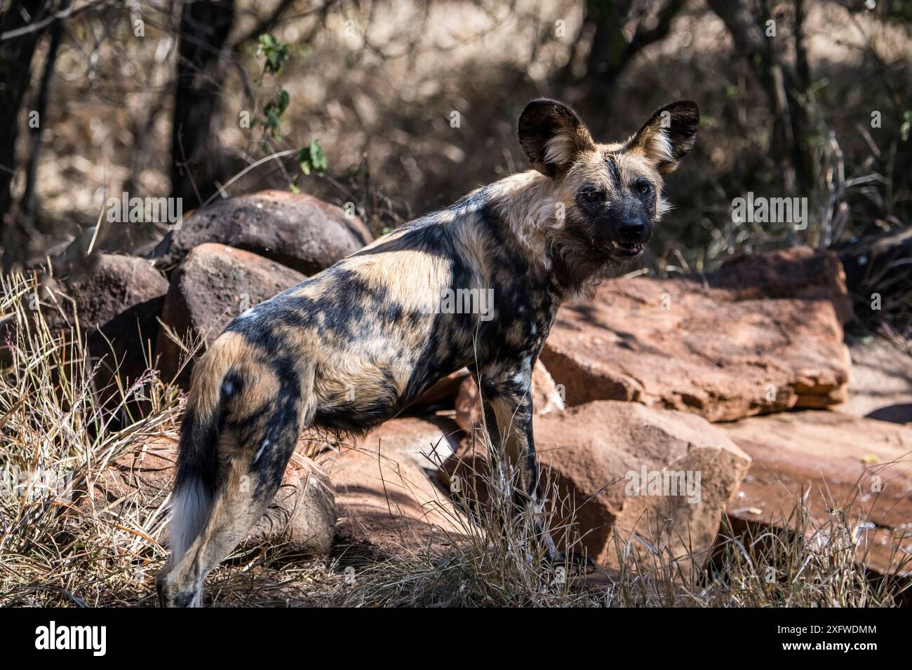 African Wild Dog Stock Photo - Alamy