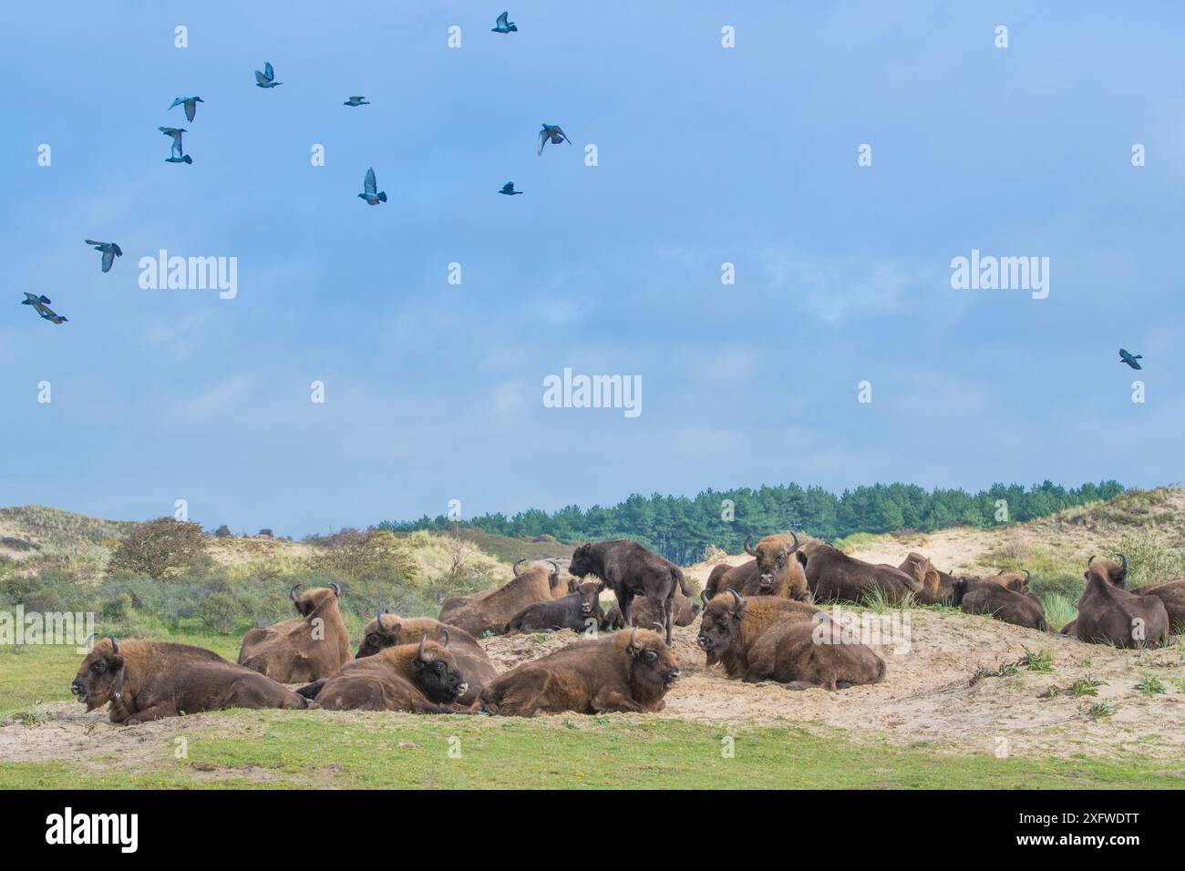 European bison (Bison bonasus) with flock of Rock dove (Columba livia ...