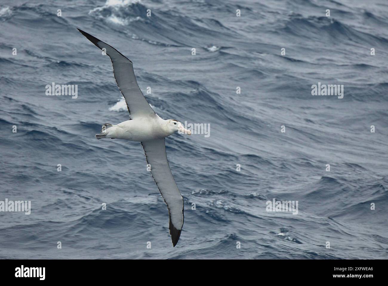 Auckland islands wandering albatross hi-res stock photography and ...