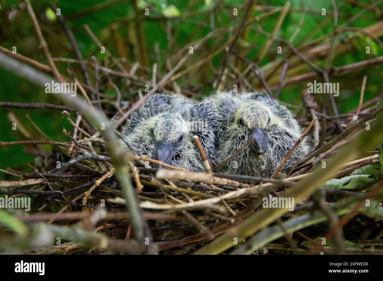 Wood Pigeon Chicks In A Nest In An Apple Tree Stock Photo Alamy