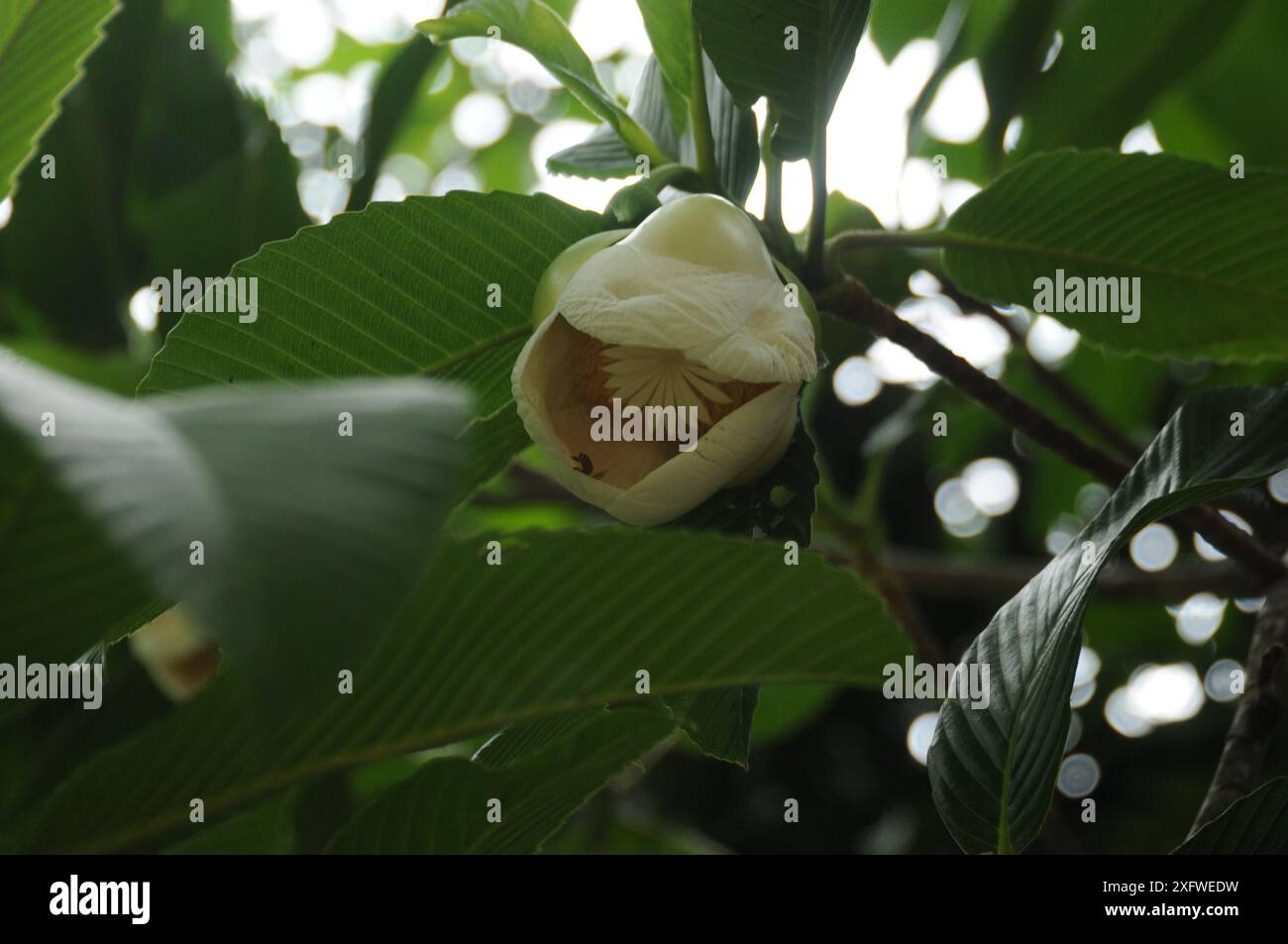 Flower of dillenia indica hi-res stock photography and images - Alamy