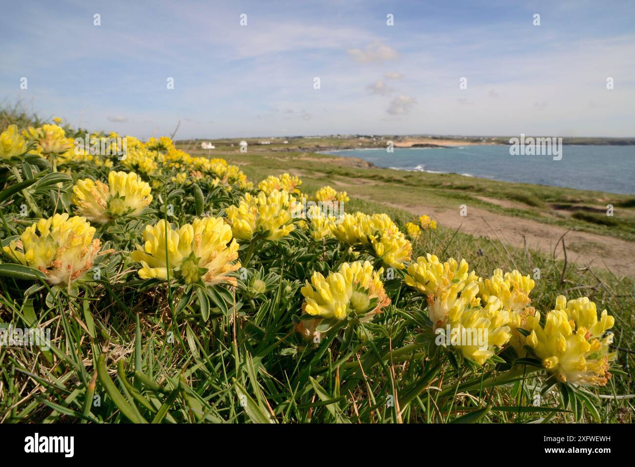 Kidney vetch uk april hi-res stock photography and images - Alamy
