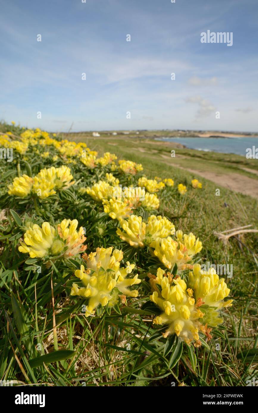 Kidney vetch uk april hi-res stock photography and images - Alamy
