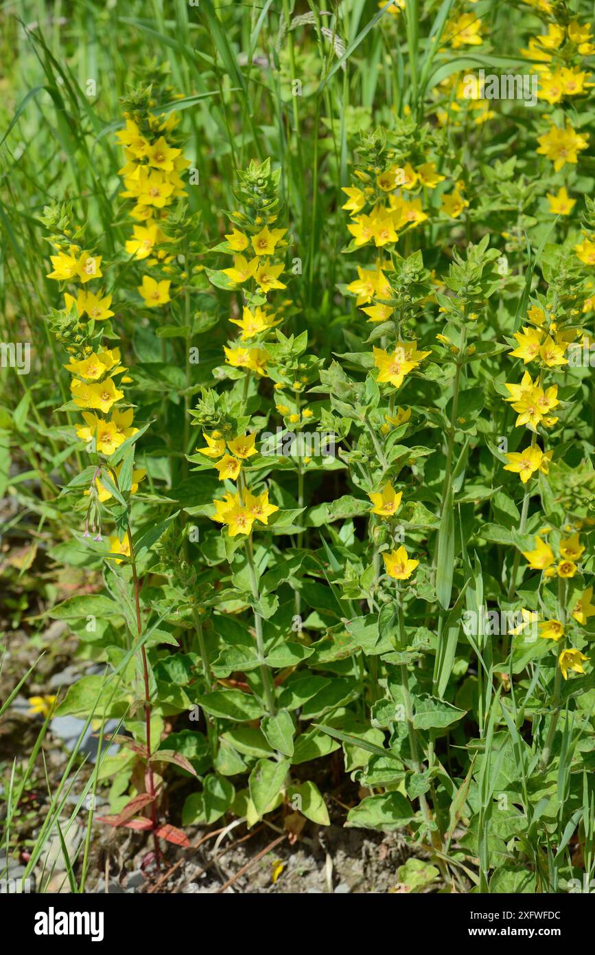 yellow-loosestrife-dotted-loosestrife-lysimachia-punctata-flowering