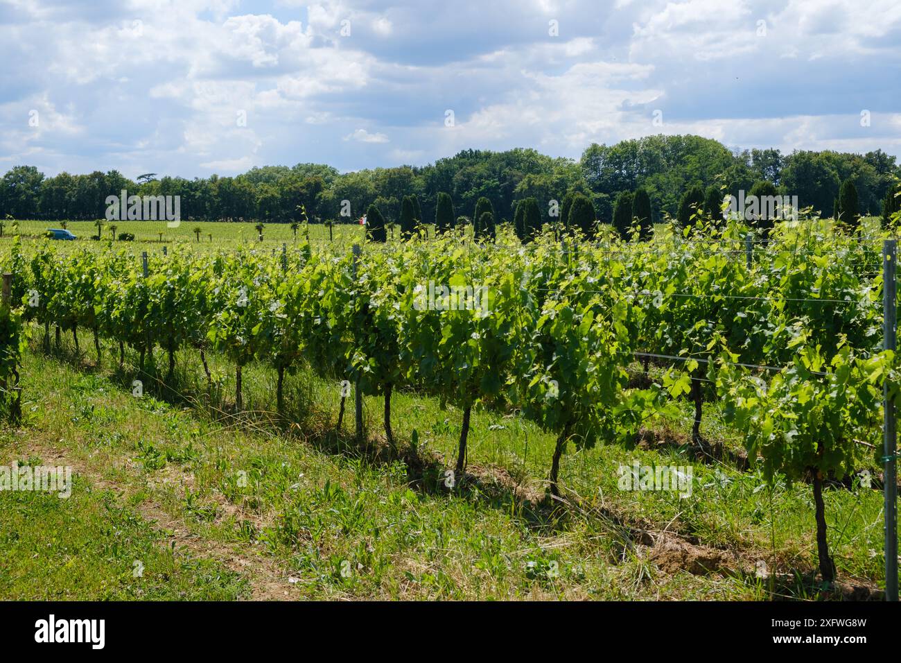 Vineyard rows of vines at Chateau Lafitte Yvrac Bordeaux Gironde France Stock Photo