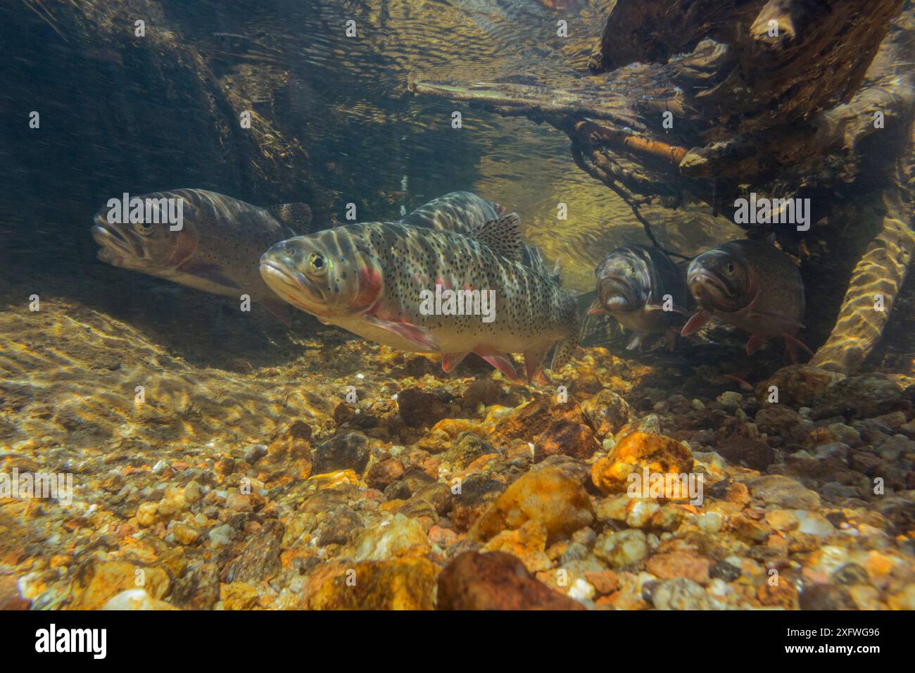 Greenback cutthroat trout (Oncorhynchus clarkii stomias)  under branches of a tree root eroded away by the swift current of their annual spawning stream. Neota Wilderness Area, Colorado, USA, July. Stock Photo