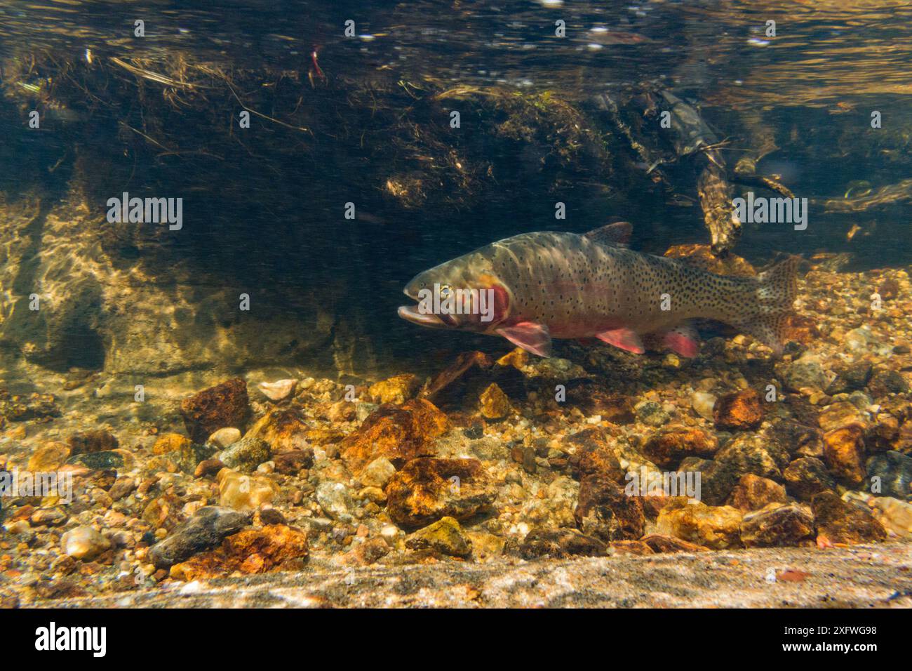 Greenback cutthroat Trout (Oncorhynchus clarkii stomias) making its way ...