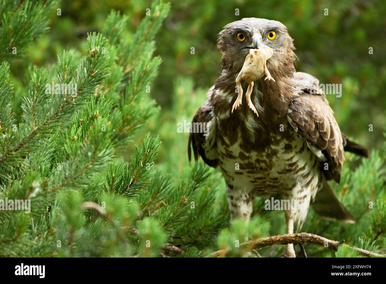 Short toed snake eagle (Circaetus gallicus) with a toad prey, Verdon ...